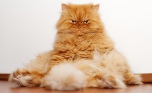Create meme: fluffy cats, ginger cat fluffy fat, red Persian cat funny