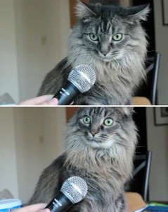 Создать мем: кот, удивленный кот с микрофоном мем, мемы с котом с микрофоном
