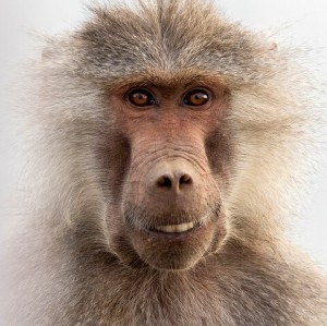 Create meme: monkey, baboon