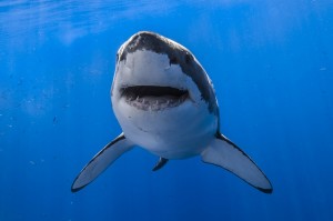 Создать мем: depth водолаз, пасть акулы, shark