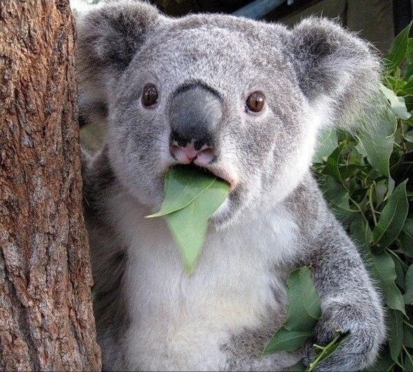 Создать мем: the koala, маленькие коалы, удивленная коала