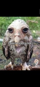 Create meme: funny birds, bird owl, owl bird