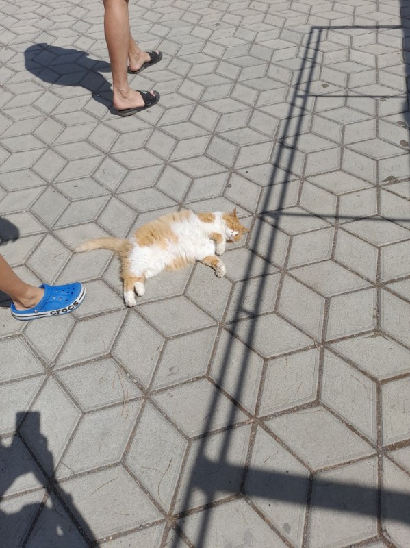 Create meme: cat , street cat, cat cat