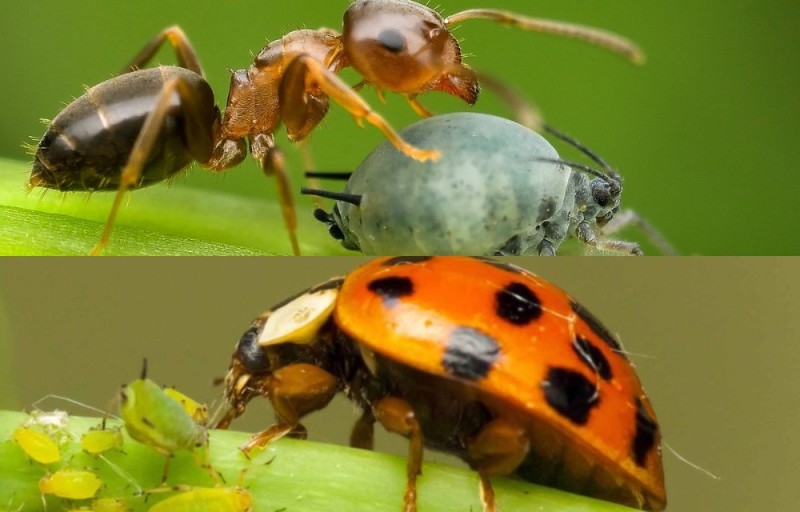 Create meme: ladybug and aphid, ladybug , ladybug eats aphids