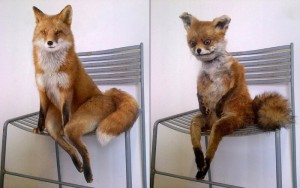 Create meme: Fox, uporotyh Fox meme, stuffed uporotyh foxes