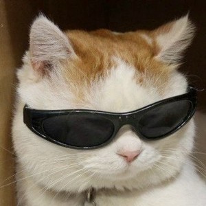 Create meme: cat in sunglasses, cat with black glasses