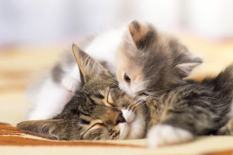 Create meme: cute cats , kittens in love, embracing seals