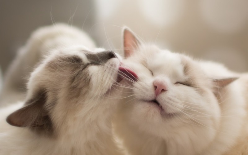 Create meme: cute cats , tenderness , gentle cat