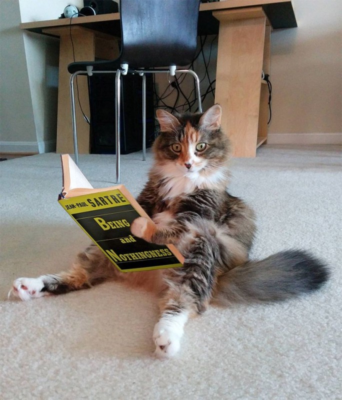Create meme: the reading cat, a very smart cat, cat scientist 