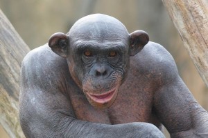 Create meme: chimpanzees, bald monkey, bald chimp