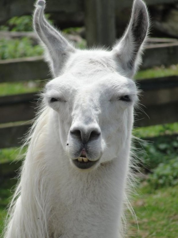 Create meme: Lama , Lama funny, watching the meme