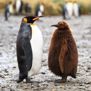 Create meme: Emperor penguin, bird penguin, chick king penguin