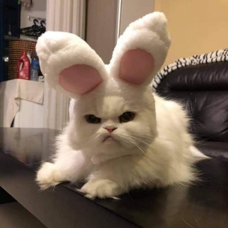 Create meme: angry rabbit, a cat in a rabbit costume, animals cute