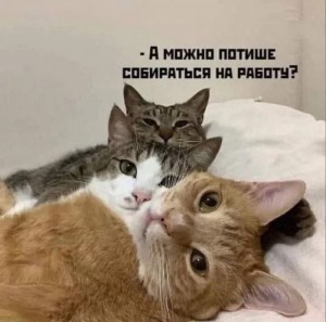 Создать мем: животные кошки, яни кот, животные милые