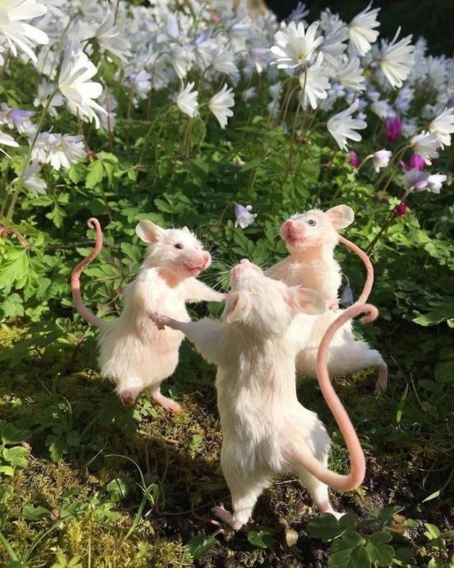 Create meme: dancing mouse, funny animals , rats round dance