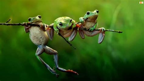 Create meme: toad frog, A beautiful frog, frog on a branch