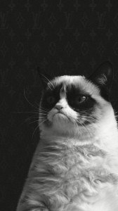 Создать мем: картинки уже а ты ещё, Grumpy Cat, обои уже а ты до сих пор