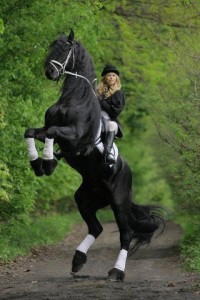 Создать мем: верховая езда в дамском седле, фризская порода лошадей выездка, фризская лошадь