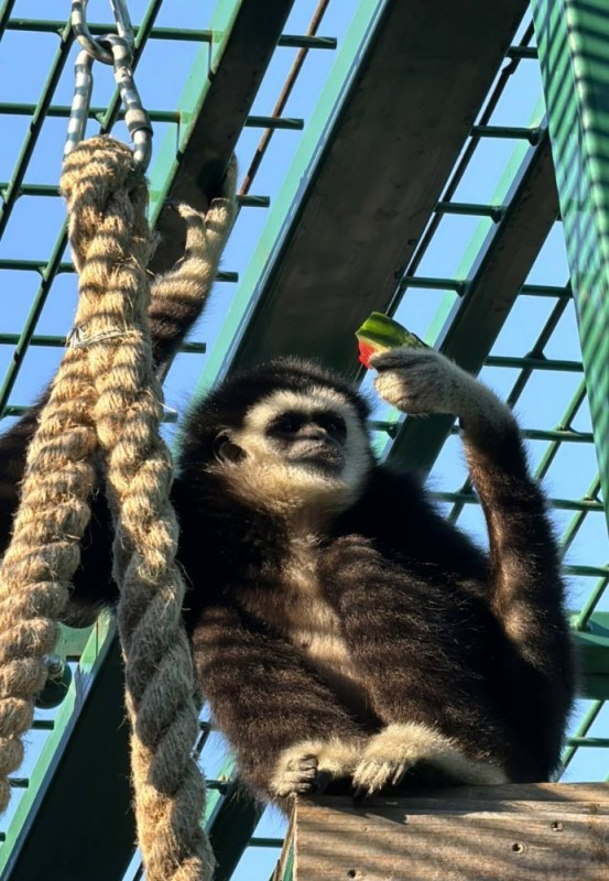 Create meme: white-handed Gibbon, gibbon monkey, Gibbon 