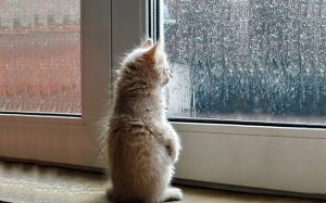 Создать мем: котик грустный, ждет у окна, дождь за окном