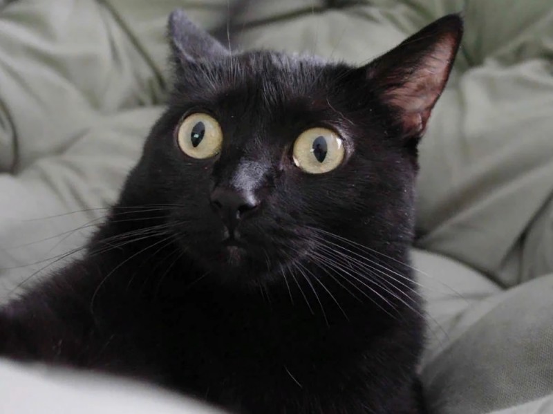 Create meme: bombay cat breed, cat eyes in different directions, The black cat is funny