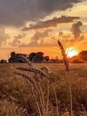 Создать мем: пшеничное поле, пшеница в поле, поле на закате