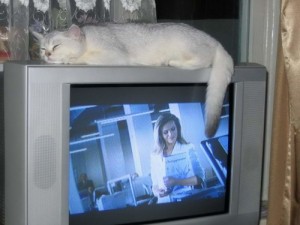 Создать мем: Кот лежит на телевизоре