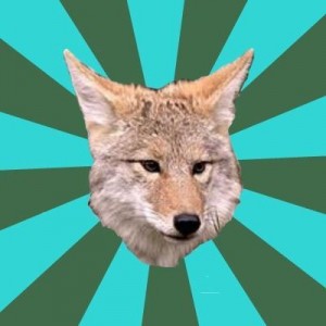 Create meme: red wolf, joke, coyote