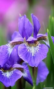 Создать мем: ирис сине фиолетовый, ирис синий, цветок ирис касатик