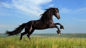 Создать мем: фризская порода лошадей, черный конь, лошадь дикая