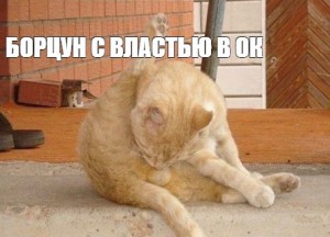 Кот лижет обои