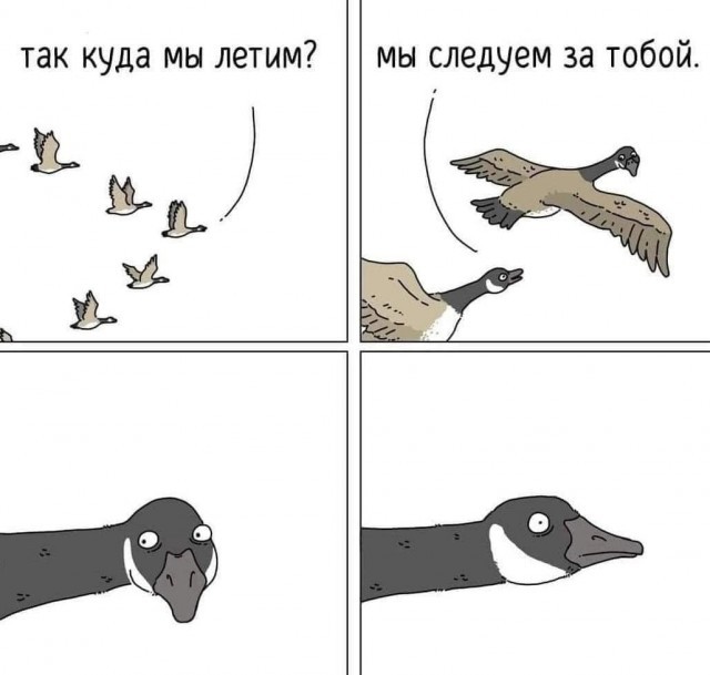 Create meme: the duck is flying, memes about a duck, funny comics 