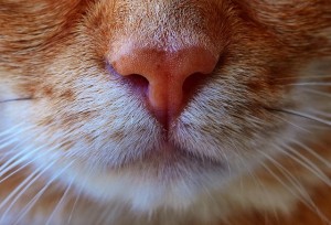 Create meme: whiskers in cats, the nose of the cat, nose cats