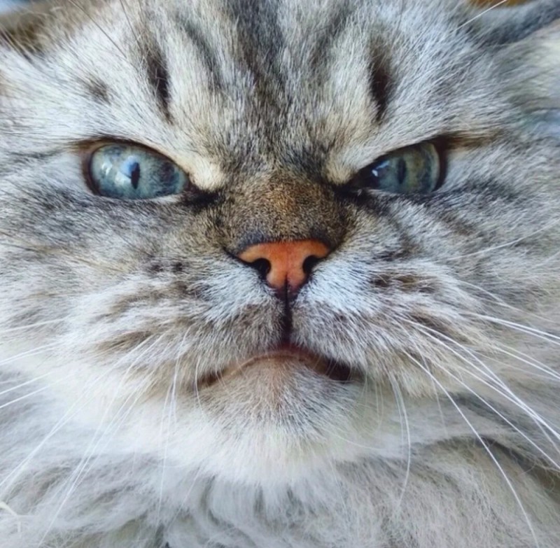 Create meme: evil cat, harsh cat, angry cat