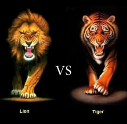 Create meme: lion tiger , tiger vs lion, lion vs tiger