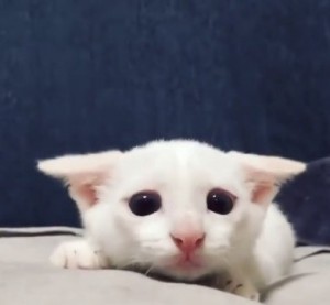 Create meme: funny cats, white kitten, cat cute
