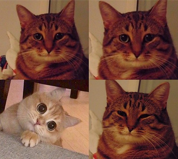 Create meme: meme cat , memes with cats , the cat meme is happy