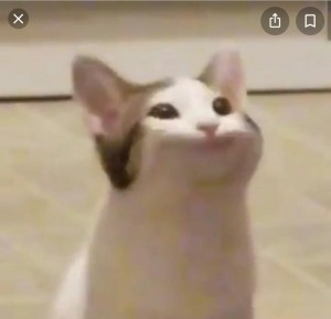 Create meme: cat meme