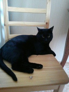 Создать мем: сибирская гладкошерстная кошка чёрная, кот черный, британская короткошёрстная кошка черная