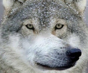 Create meme: wolf snow, the muzzle of a wolf, grey wolf