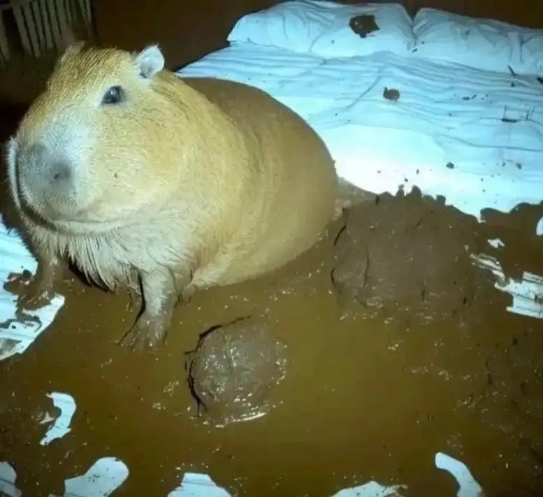 Create meme: capybara pig, big capybara guinea pig, a pet capybara