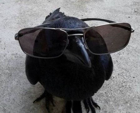 Create meme: funny crows, pigeon with black glasses, funny raven