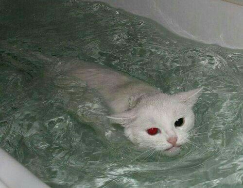 Create meme: the cat in the bath, Turkish van cat, bathing a cat