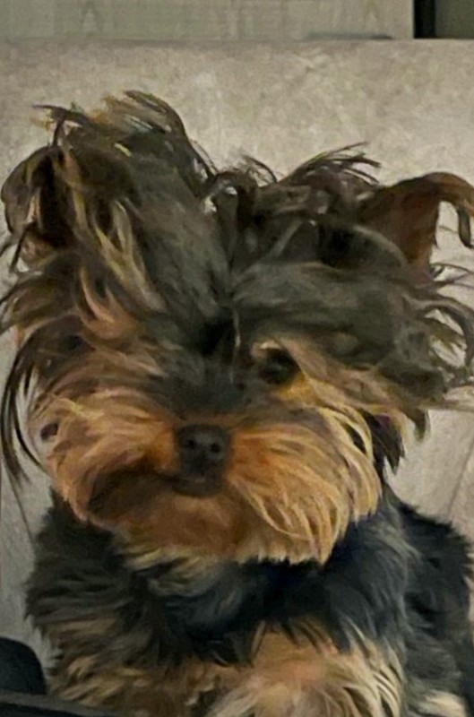 Create meme: Yorkshire Terrier , dog Yorkshire Terrier, The Yorkshire terrier is a half breed