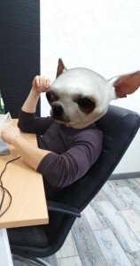 Create meme: dog, video about funny Chihuahua, Dog
