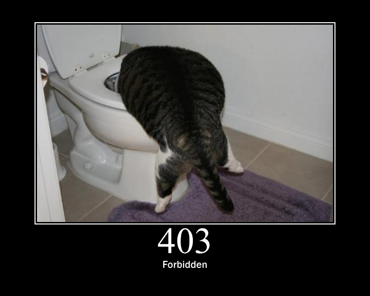 Create meme: cat , the cat in the toilet , the cat was wrong