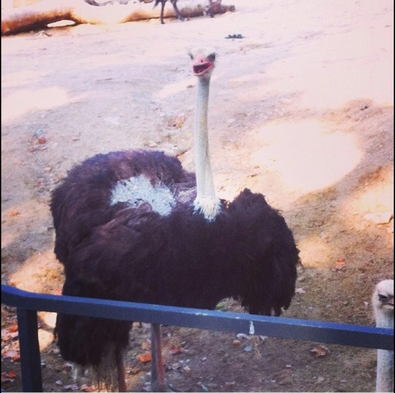 Create meme: ostriches , ostrich farm , agoi ostrich farm