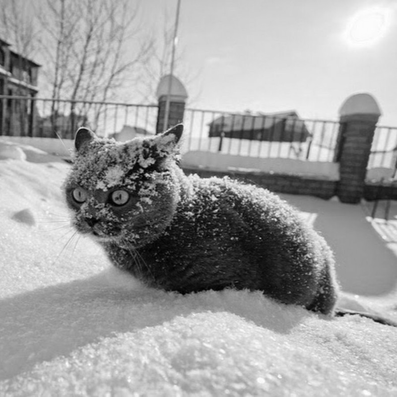 Create meme: cat in the snow, frozen cat, angry cat in the snow