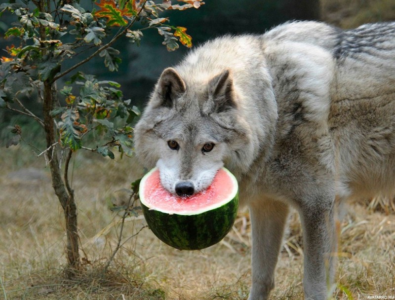 Create meme: a wolf with a watermelon in his teeth, wolf with watermelon, wolf eats watermelon