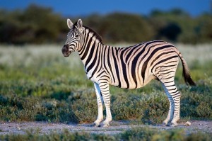 Create meme: Barcellona Zebra, Zebra